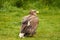 A detailed bald eagle, yellow beak. The bird is in the grass. Allert, brown, side view, claws