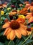 Detailed And Beautiful Macro Close Shot! Orange and Yellow Field O Flowers With Blurred  Background