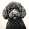 Detailed Black Poodle Painting In Grayscale - Meticulous Realism