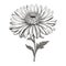 Detailed Black And White Chrysanthemum Flower Drawing With Eerie Symbolism