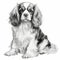 Detailed Black And White Drawing Of A Cavalier King Charles Spaniel