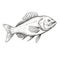 Detailed Black And White Fish Sketch: Exacting Precision In Tupinipunk Style