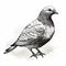 Detailed Black And White Pigeon Illustration With Textured Shading