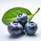 Detailed Blueberry Photo On White Background - Zoom Photography