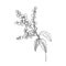 Detailed botanical drawing of holly branch with berries and leaves. Traditional natural Christmas decoration hand drawn