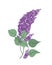 Detailed botanical drawing of lilac branch with purple flowers and green leaves isolated on white background. Part of