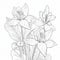 Detailed Botanical Illustration Of Lily Flowers Coloring Page