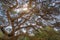 Detailed branches of the Acacia tree