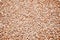 Detailed Buckwheat seed background