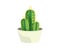 Detailed Cactus with the Pot Illustration