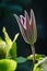 Detailed capture of an opening deep red burgundy colored Clematis flower in a garden