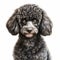 Detailed Charcoal Drawing Of Black Poodle On White Background