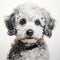 Detailed Charcoal Drawing Of A Playfully Intricate Bichon Frise