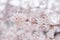 Detailed clear view of a Cherry Blossom group of flowers