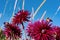 Detailed close up of  beautiful Gerry Scott cactus dahlias flowers