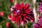 Detailed close up of  beautiful Gerry Scott cactus dahlias flowers