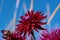 Detailed close up of  beautiful Gerry Scott cactus dahlias flowers