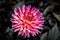 Detailed close up of a beautiful  pink and yellow semi cactus