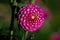 Detailed close up of a beautiful purple Zippity Do Da  dahlia flower