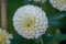 Detailed close up of a beautiful white ball Citrin dahlia flower