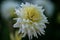 Detailed close up of a beautiful white cactus dahlia Eisprinzessin flower