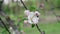 Detailed close-up bee collecting pollen from flower in blossoming apple orchard, slow motion