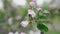 Detailed close-up bee collecting pollen from flower in blossoming apple orchard, slow motion