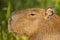 Detailed Close-up of Capybara Head in Profile