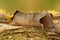 Detailed close up of the chocolate-tip moth, Clostera curtula on wood