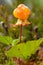 Detailed close up of a cloud berry still growing on the mire