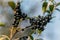 Detailed close up of a cluster of black berries on a branch