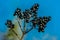 Detailed close up of a cluster of black berries on a branch