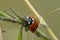 Detailed close up on the colorful seven-spot ladybird , Coccinella septempunctata