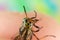 Detailed Close Up of a Deerfly Horsefly Held between Fingers with Cool Eyes