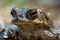 Detailed close up of a green speckled frog in sunlight