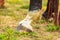 Detailed close up of horse hoof