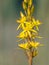 Detailed close up image of Bog Asphodel flower