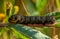 Detailed close up of a large  hawk moth caterpillar