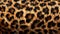 Detailed close up of leopard fur pattern. Animal hair background.