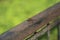 Detailed close up macro shot of a male nomad or red veined darter dragonfly Sympetrum fonscolombii sitÐµing with open wings on an