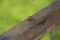 Detailed close up macro shot of a male nomad or red veined darter dragonfly Sympetrum fonscolombii sitÐµing with open wings on an