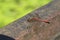 Detailed close up macro shot of a male nomad or red veined darter dragonfly Sympetrum fonscolombii sitÐµing with open wings on an