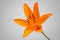 Detailed close up photo of orange lily flower in bloom