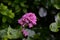 Detailed close up of pink flower with green behind