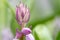 A detailed close up of a pink Spanish bluebell just before it opens into it`s signature shape. These are also known as Spanish