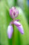 A detailed close up of a pink Spanish bluebell just before it opens into it`s signature shape. These are also known as Spanish