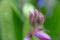 A detailed close up of a pink Spanish bluebell just before it opens into it`s signature shape. These are also known as Spanish