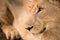 A detailed close up portrait of a young male lion