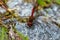 Detailed close up of a red dragonfly