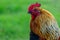 Detailed close up of a rooster with a blurred green grass background